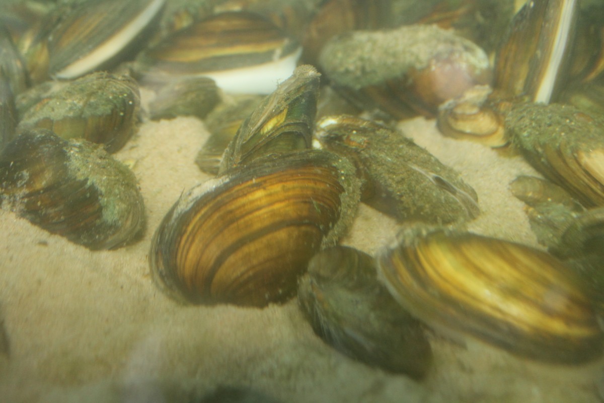 Swan Mussels 24" MF Aquatics