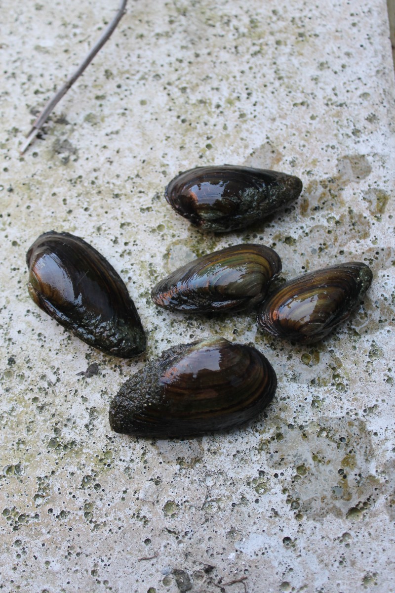 Swan Mussels 24" MF Aquatics