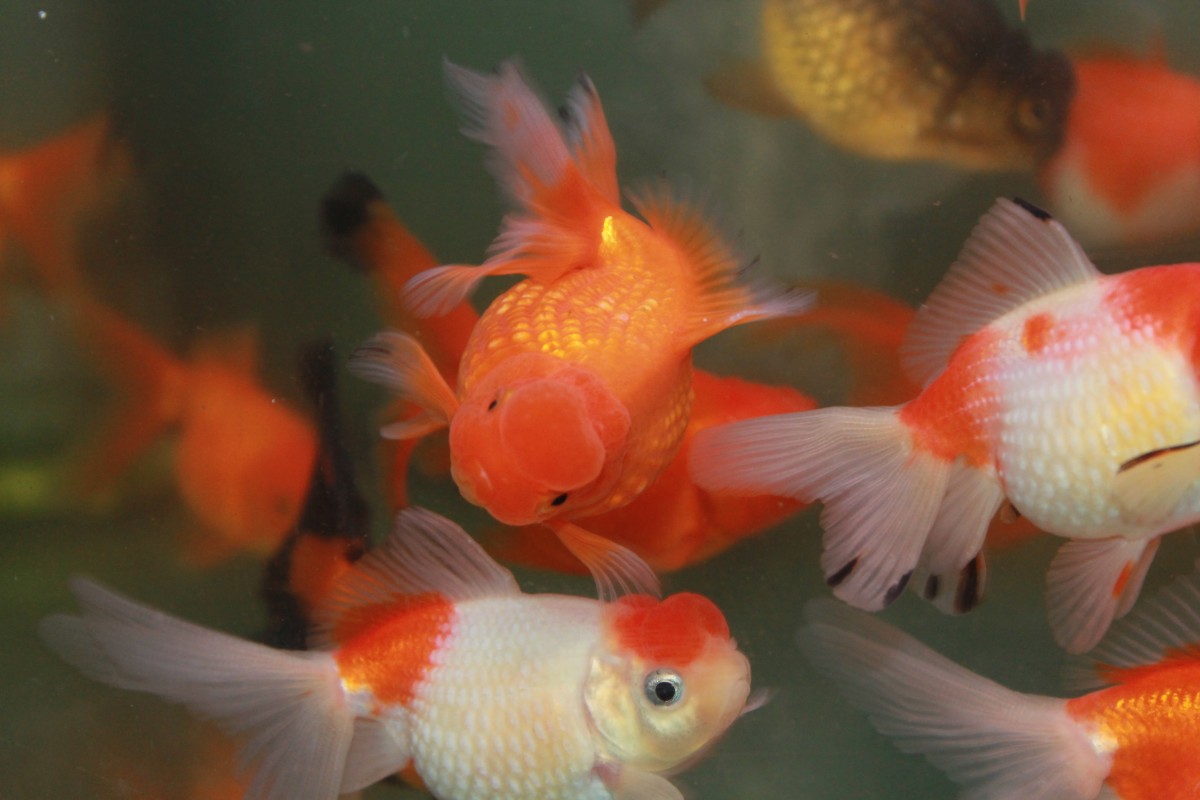 Crown Pearlscale 3-4" (5 - 7.5cm) - MF Aquatics