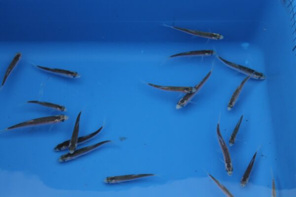 Blue Orfe - Leuciscus idus