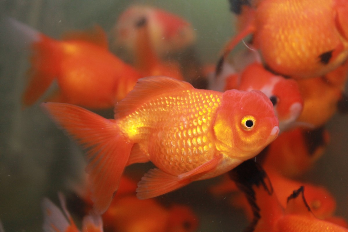 Crown Pearlscale 3-4" (5 - 7.5cm) - MF Aquatics