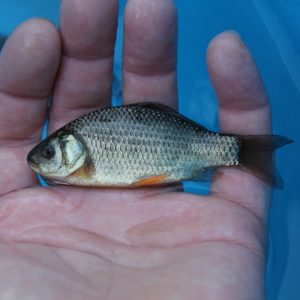 Crucian Carp