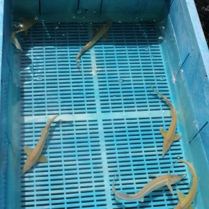 albino mf aquatics sturgeon ruthenus