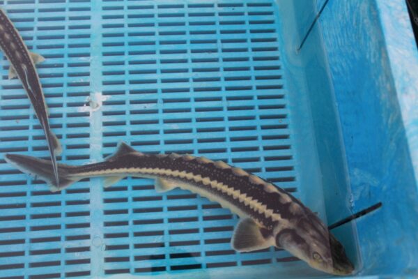 Diamond Sturgeon 12-14"