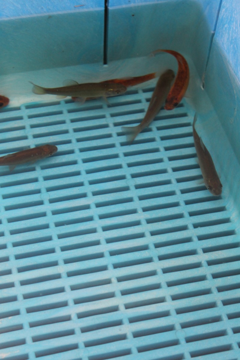 Tench pond fish sale