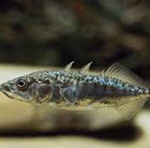 stickleback