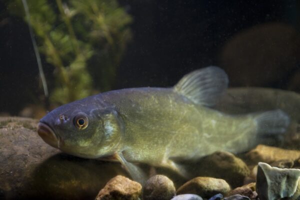 Green Tench