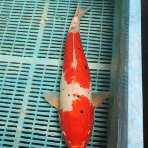 Doitsu Kohaku