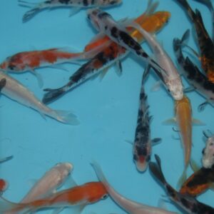 Koi Selection