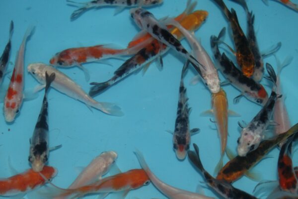 Koi Selection