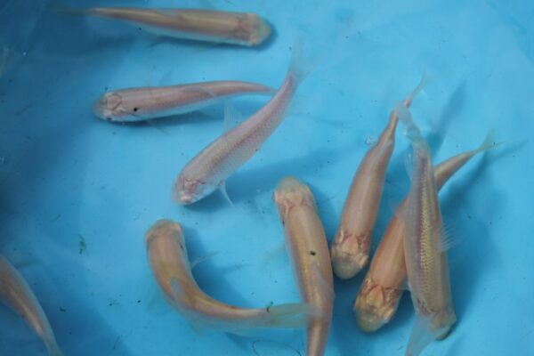 Albino Grass Carp