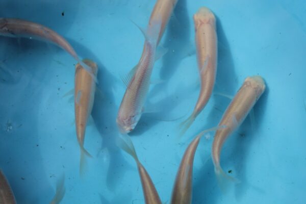 Albino Grass Carp