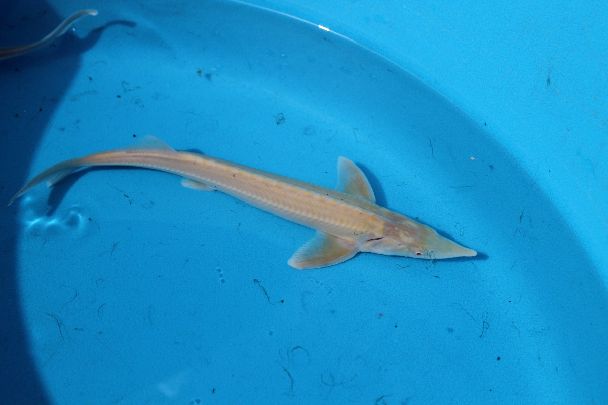 Albino Sterlet