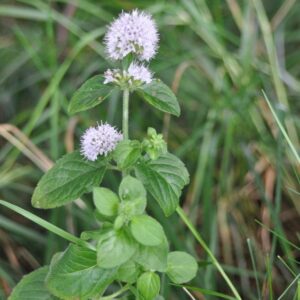 Aquatica Mentha Marginal Plant