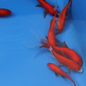 20 Pond Fish Mix 7 Varieties 20 fish MF Aquatics