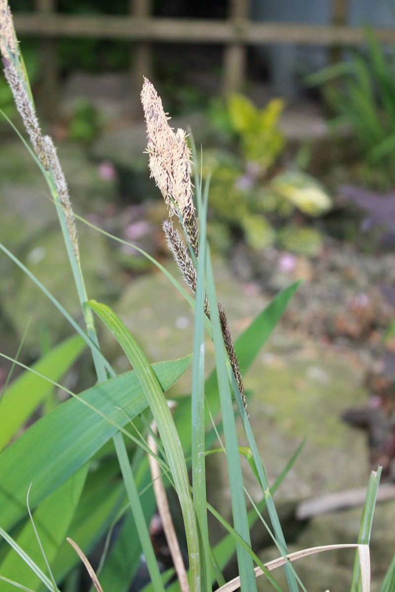 Marginal plant Carex Riparia Great Pond Sedge MF Aquatics