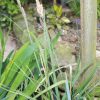 Marginal Plant - Carex Riparia
