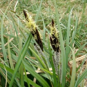 Carex Riparia