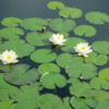 Nymphaea Alba Water Lily