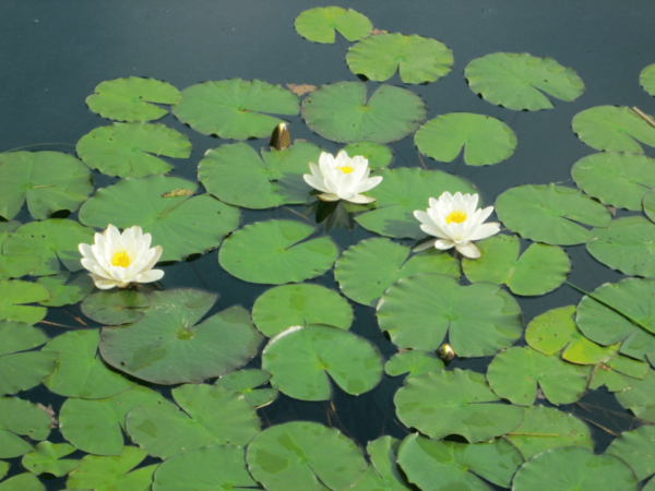 Nymphaea Alba Water Lily