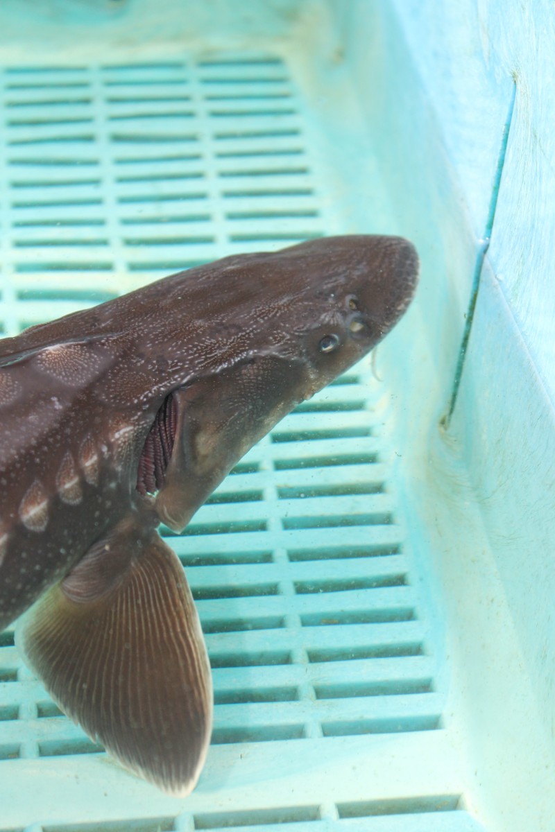 White Sturgeon