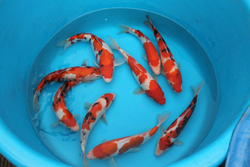 Koi