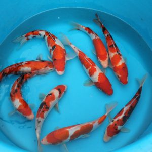 Koi