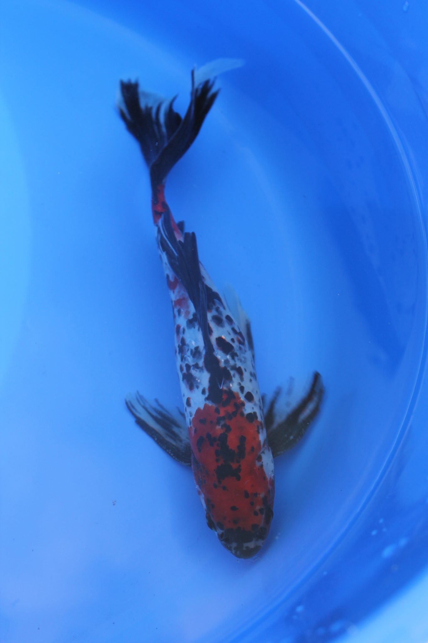 XL Shubunkin (Male) 1012″ (25 30cm) MF Aquatics