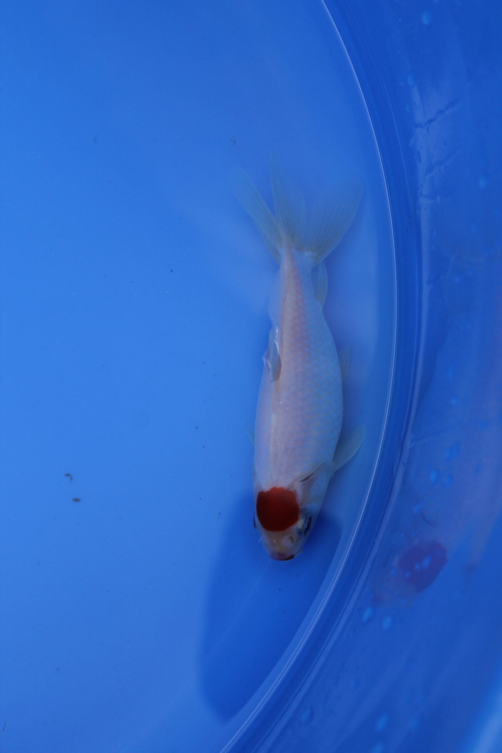 Tancho Wakin Goldfish Red/White 4 5" (10 12.5cm) MF Aquatics