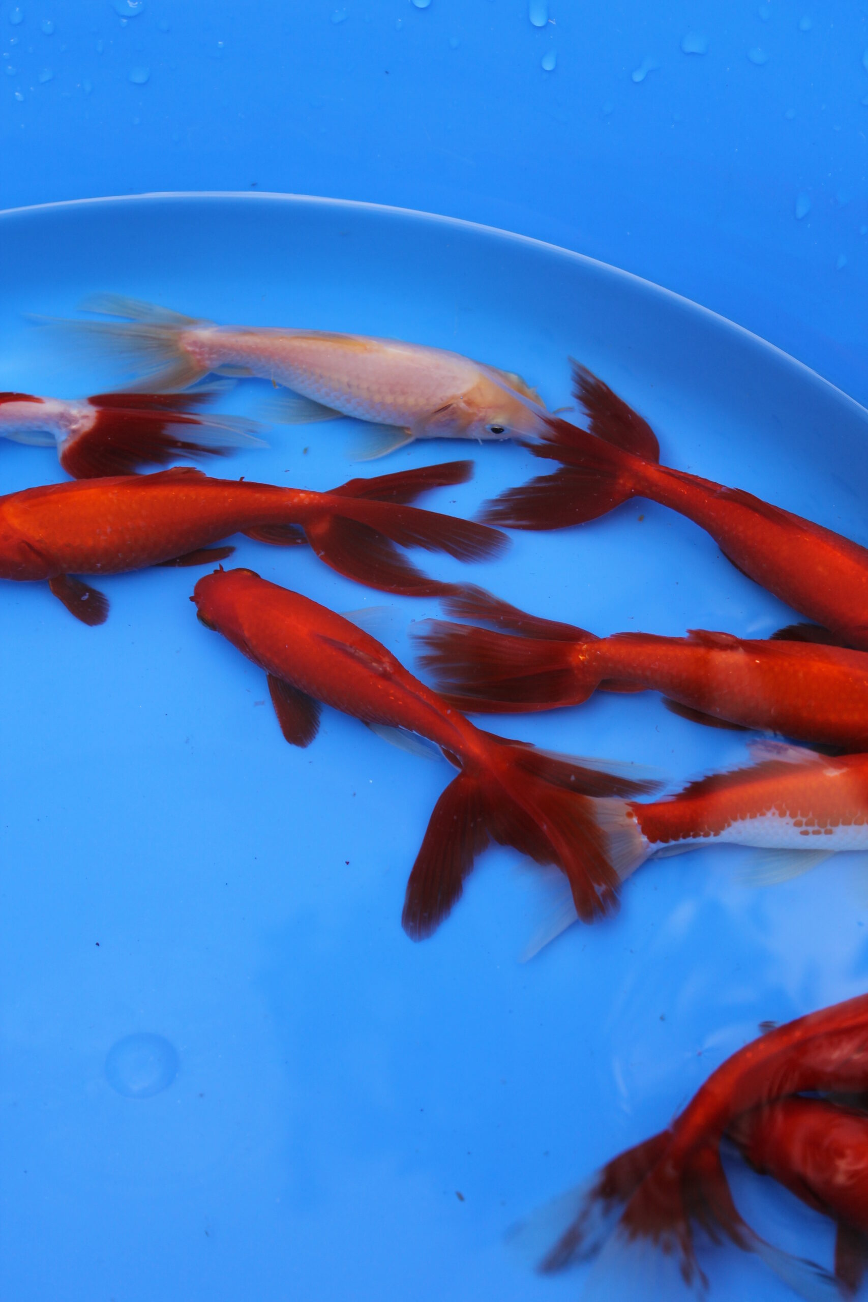 Large goldfish sales