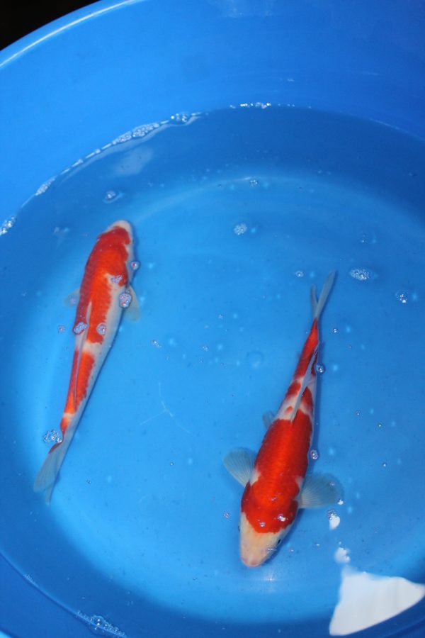 Kohaku