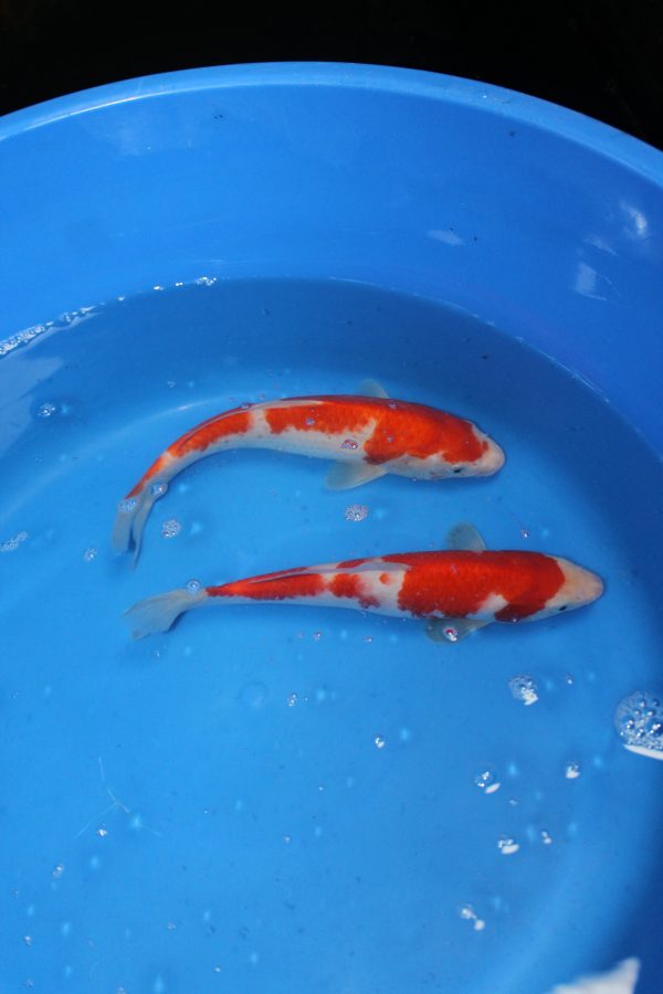 Kohaku