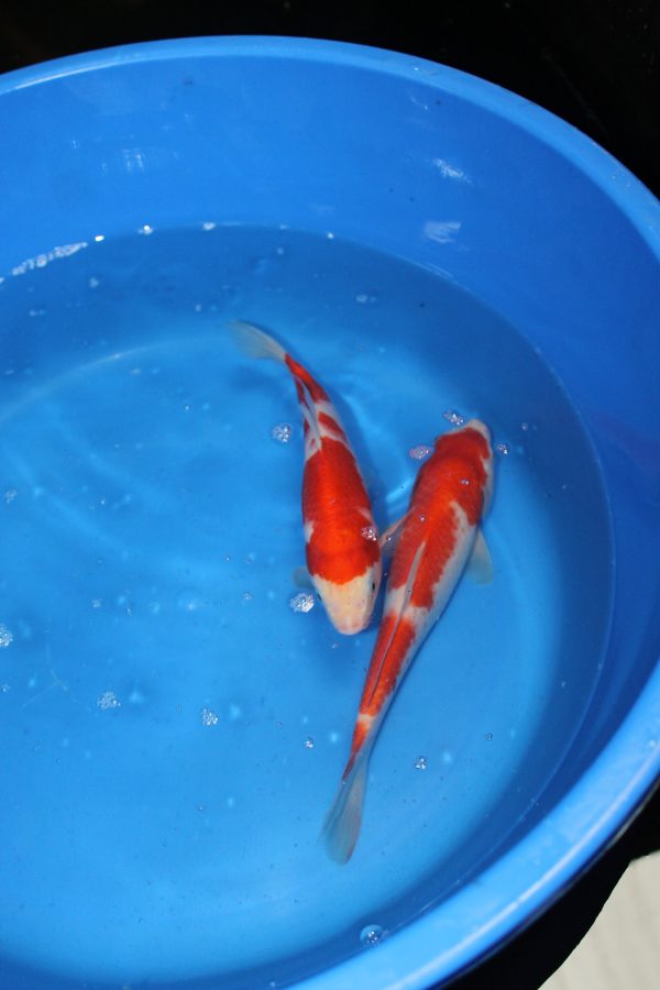 Kohaku