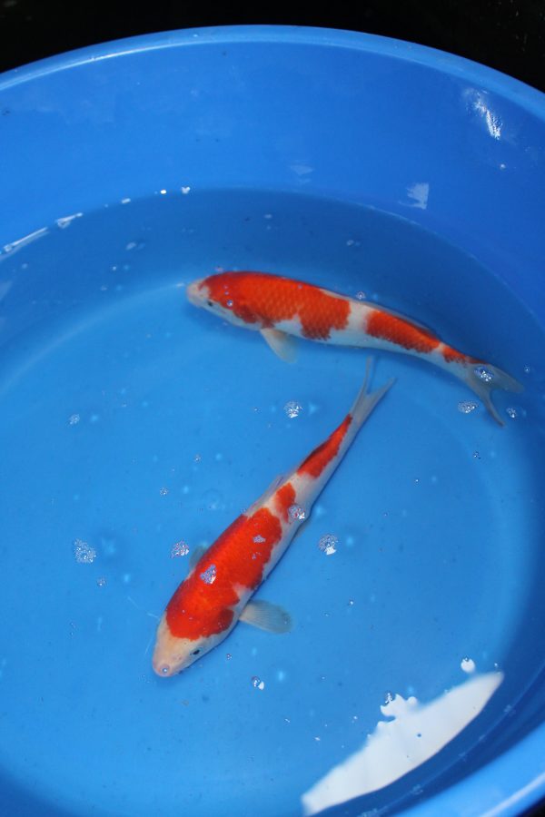 Kohaku