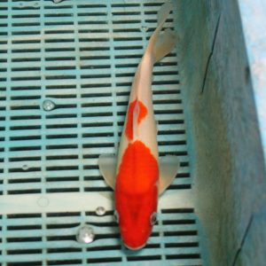 Kohaku