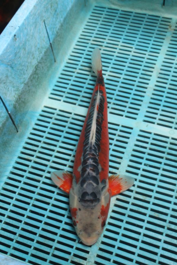 Shusui