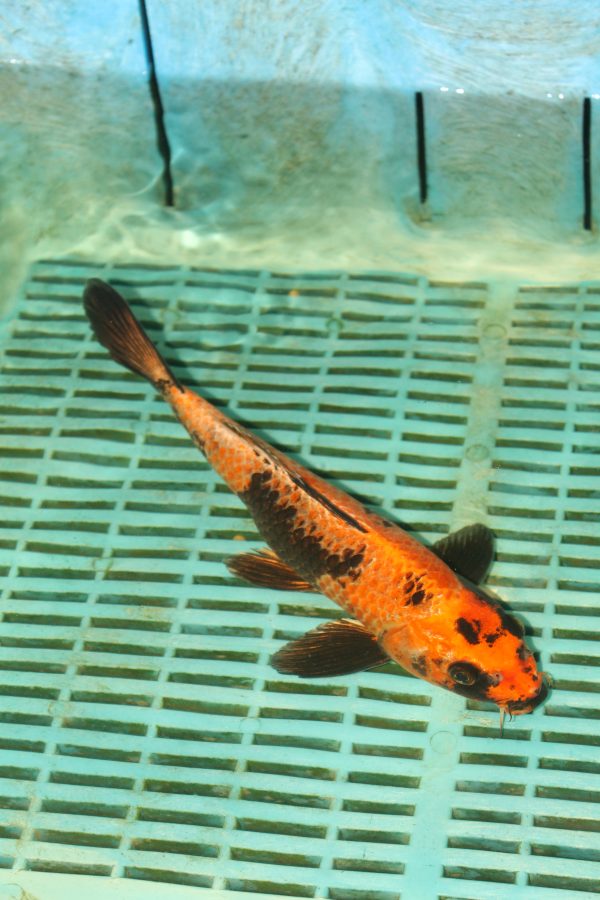 Kin Ki Utsuri