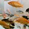 English Koi 2-3"