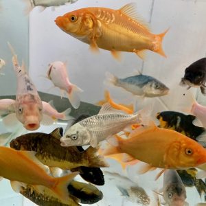 English Koi 2-3"