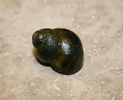 Trapdoor Snail