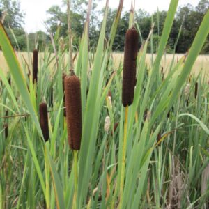 Typha latifolia