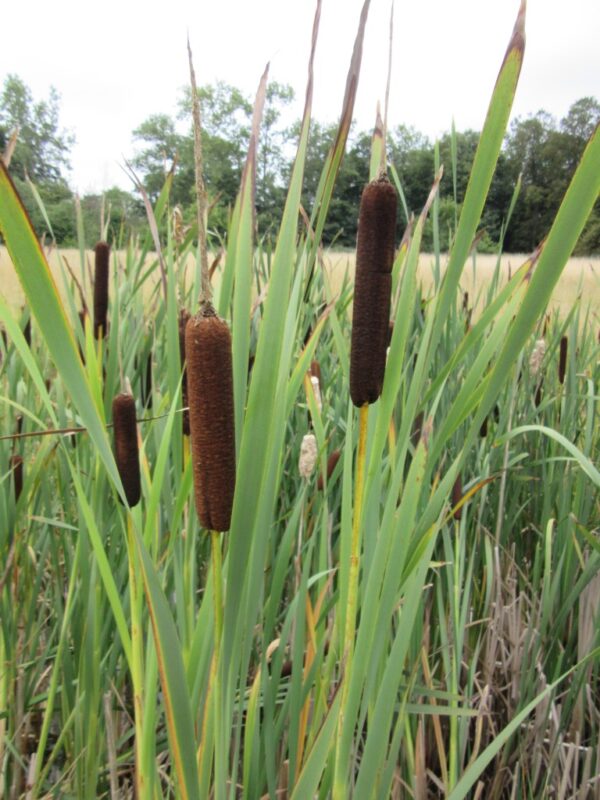 Typha latifolia