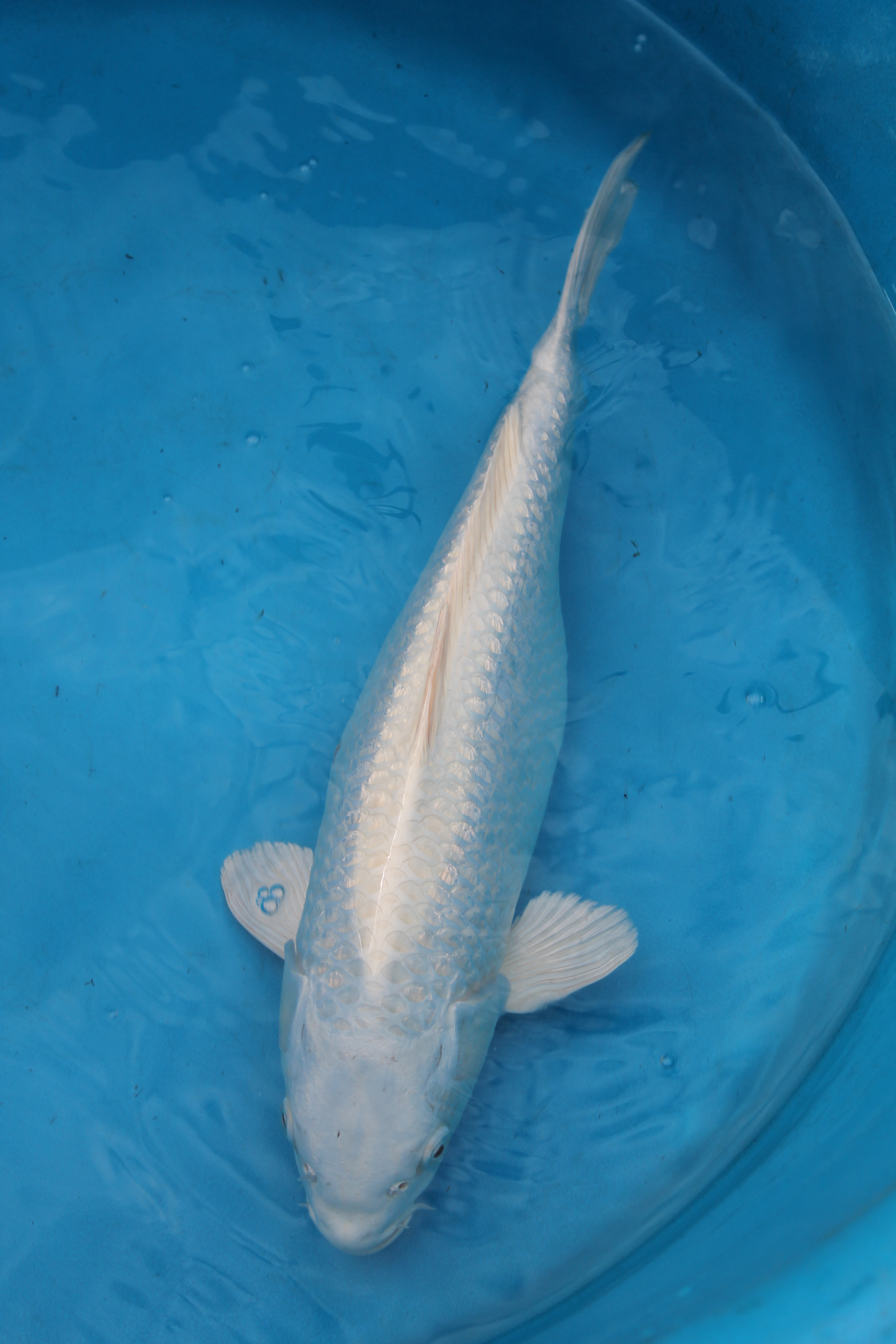 GR Platinum Ogon