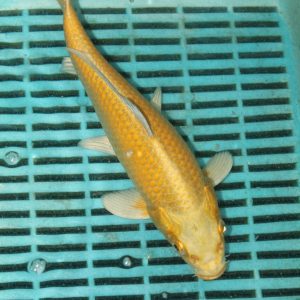 Yamabuki Ogon