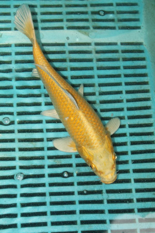Yamabuki Ogon