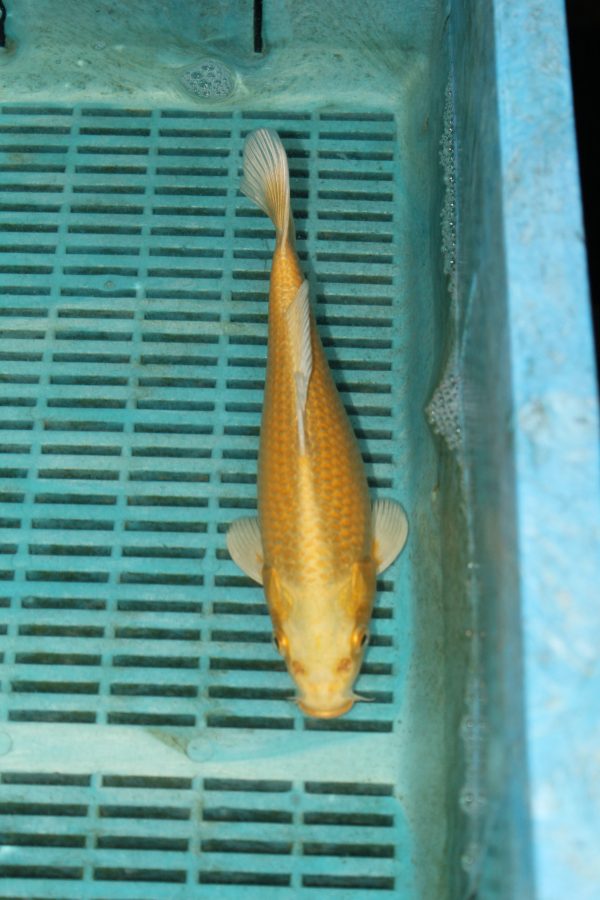 Yamabuki Ogon