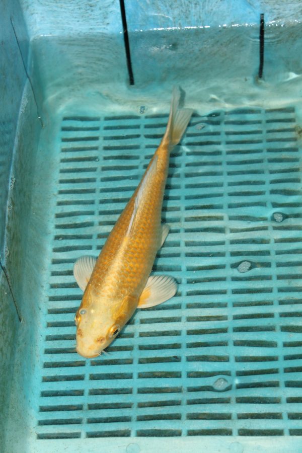 Yamabuki Ogon