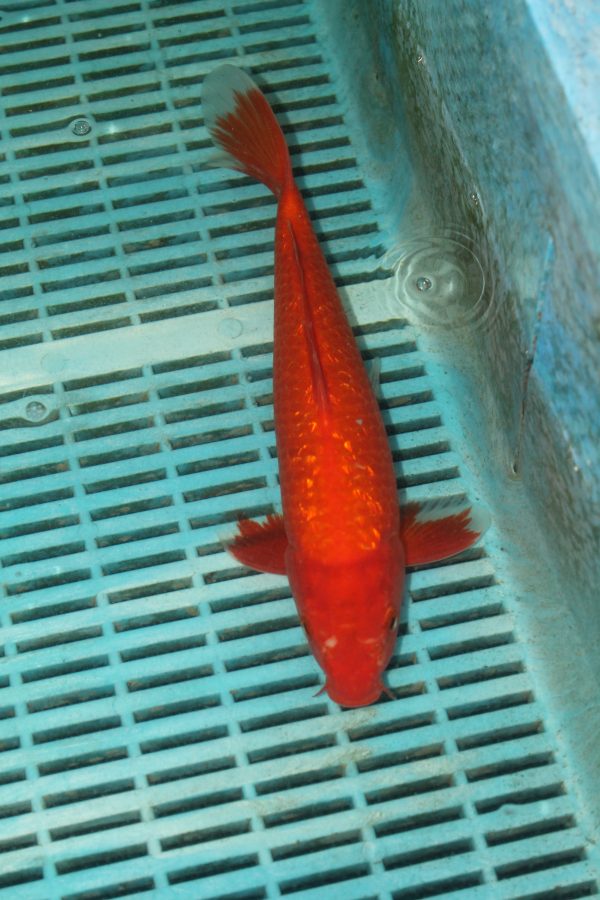 Gin Rin Benegoi