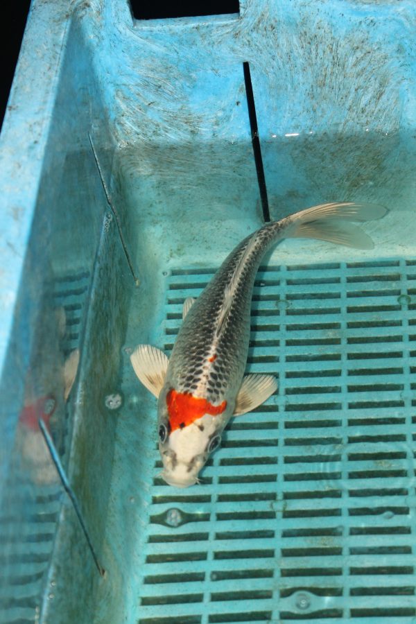 Kujaku
