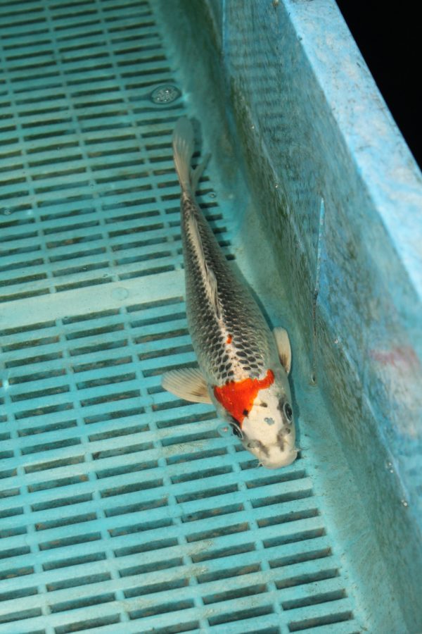Kujaku